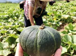 外国网红新瓜最新爆料,揭秘娱乐圈惊人内幕！